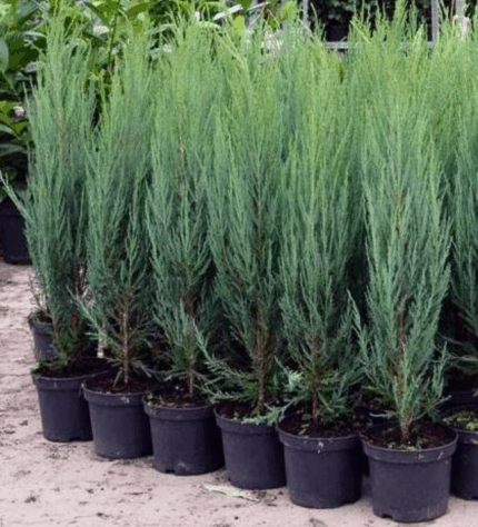 Можжевельник скальный "Скайрокет"