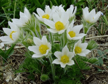 Прострел обыкновенный Пинвил Вайт