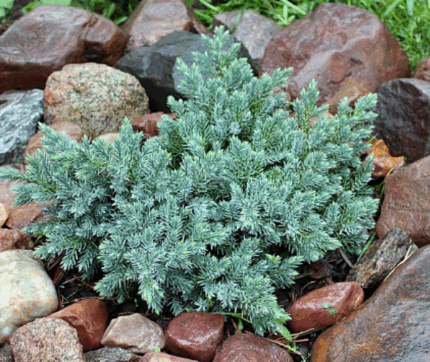 Можевельник чешуйчатый "Блю Стар"