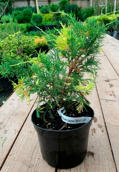 Можевельник средний "Блю энд Голд"