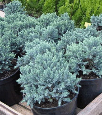 Можжевельник чешуйчатый "Блю Спайдер"