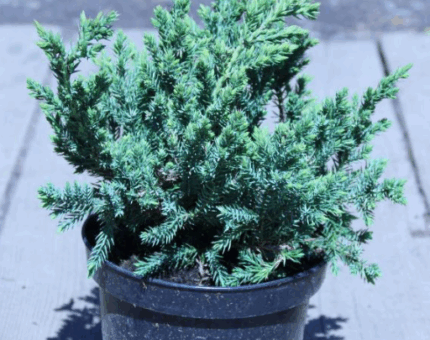 Можевельник чешуйчатый "Блю Швед"