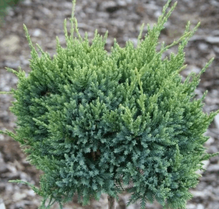 Можжевельник чешуйчатый "Холгер"
