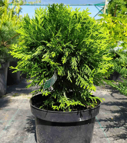 Туя западная "Колумна"