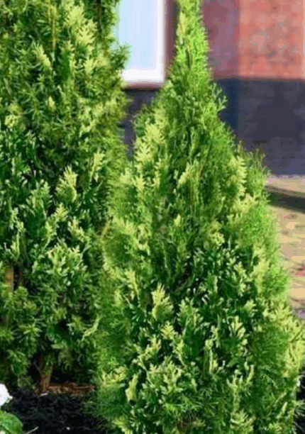 Туя западная "Брабант Вариегата"