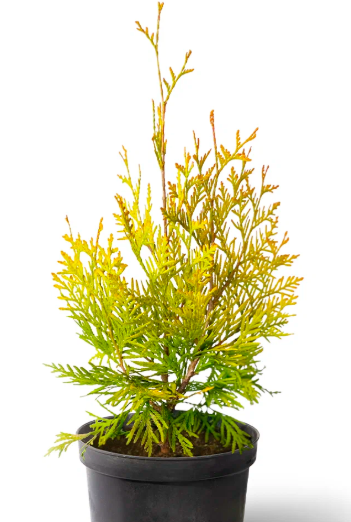 Туя западная "Голден Брабант"