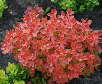 Барбарис Тунберга Грин Карпет