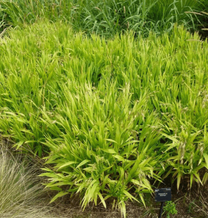 Хасматиум широколистный