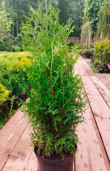 Туя западная "Холмструп"