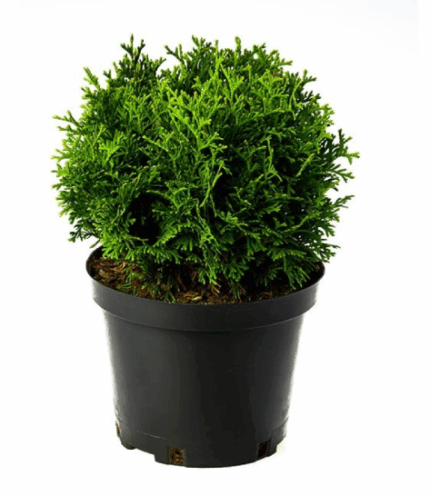 Туя западная "Хосери"