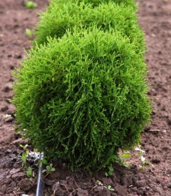 Туя западная "Хосери"