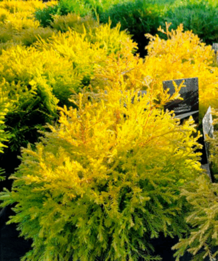 Туя западная "Рейнголд" акция!!!