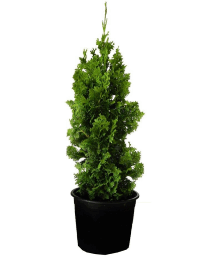 Туя западная "Спиралис"