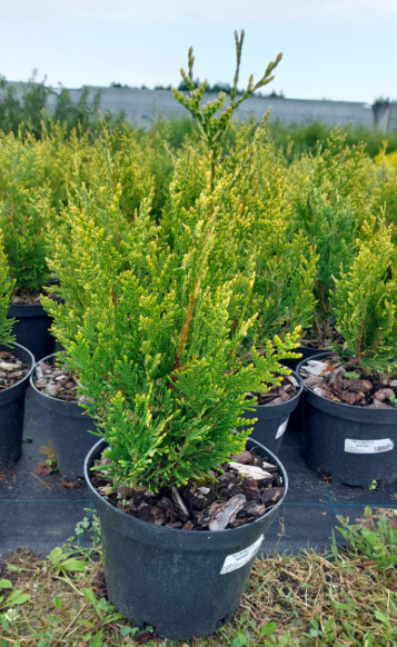 Туя складчатая "Корник"