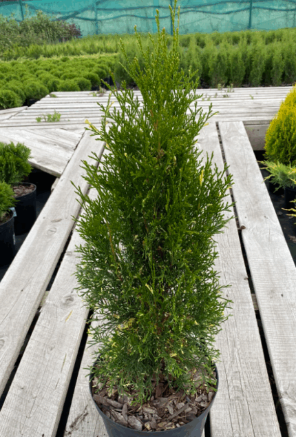 Туя западная "Смарагд Вариегата"