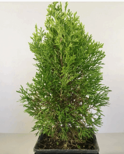 Туя западная "Смарагд Витбонт"